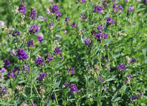 1627518565543072.jpg image.jpg