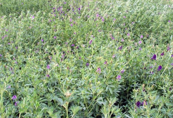 1627518572706721.jpg image.jpg