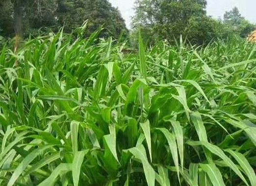 1627518653173471.jpg image.jpg