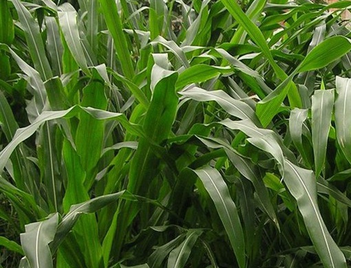 1627518661163915.jpg image.jpg