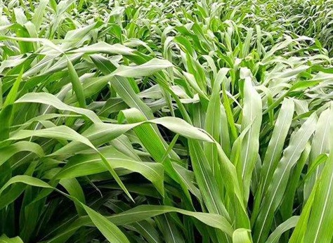 1627519006787541.jpg image.jpg