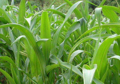 1627519129107011.jpg image.jpg