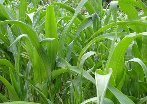 1627519313685795.jpg image.jpg