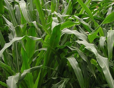 1627519742525808.jpg image.jpg