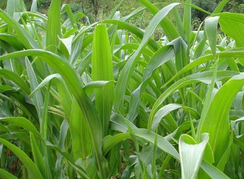 1627520002249545.jpg image.jpg