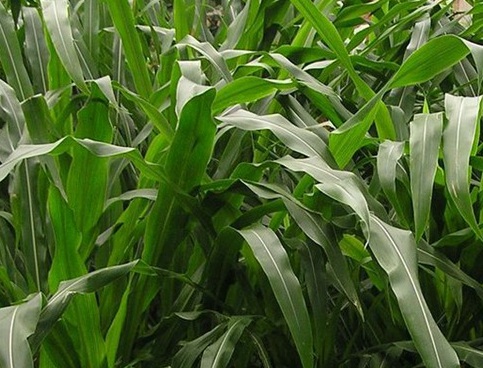 1627520342411757.jpg image.jpg