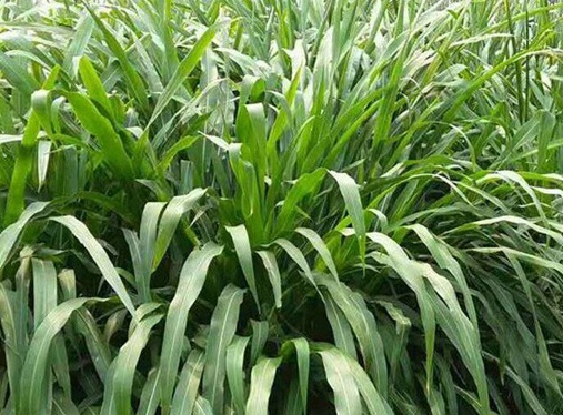 1627520361998701.jpg image.jpg