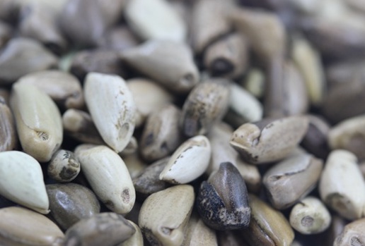 1627522535165632.jpg image.jpg