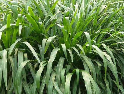 1627522689166362.jpg image.jpg