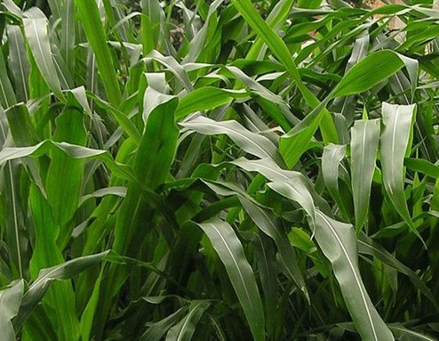 1627522840657538.jpg image.jpg