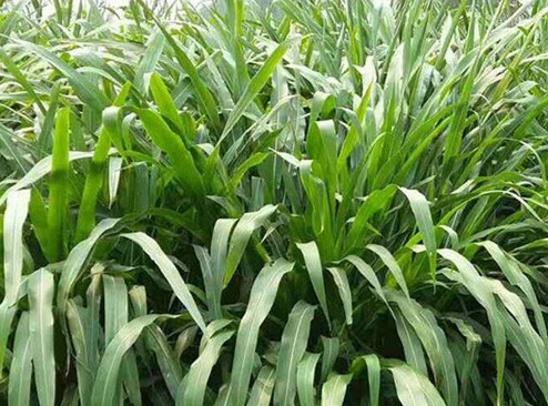 1627522847216069.jpg image.jpg