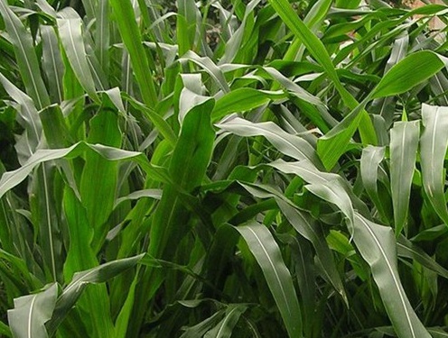 1627523036500474.jpg image.jpg