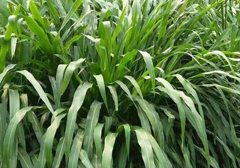 1627523197359571.jpg image.jpg