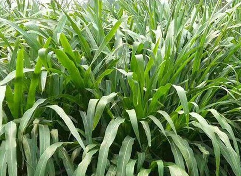 1627523344198804.jpg image.jpg