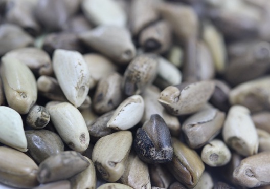 1627525713279425.jpg image.jpg