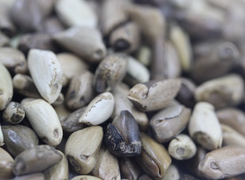 1627526186883318.jpg image.jpg