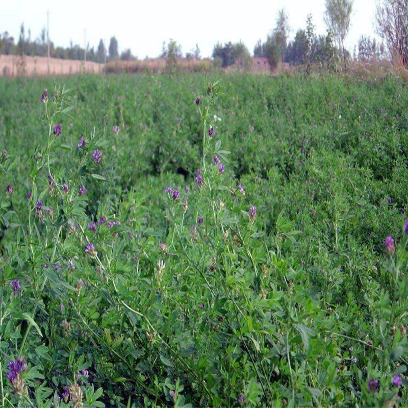 1597199767152717.jpg 1.jpg