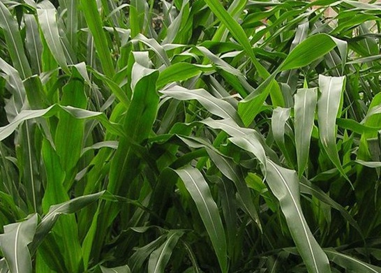 1627527555617203.jpg image.jpg