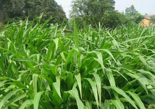 1627527653800162.jpg image.jpg