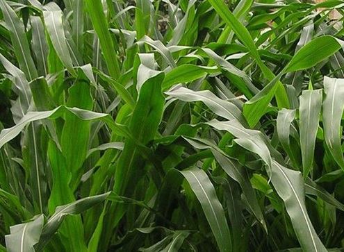 1627527665456051.jpg image.jpg