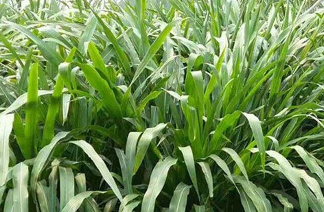 1627527872183879.jpg image.jpg