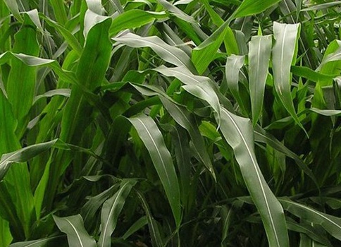 1627527957448407.jpg image.jpg