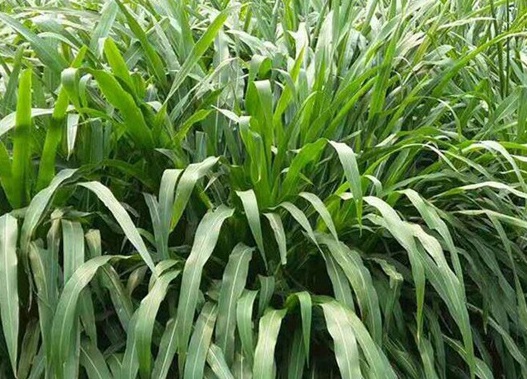 1627527977506569.jpg image.jpg