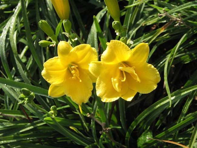 金娃娃萱草 金娃娃萱草