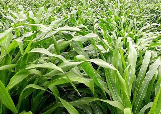 1627529410159173.jpg image.jpg