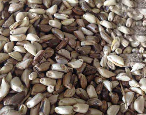 1627529417681851.jpg image.jpg