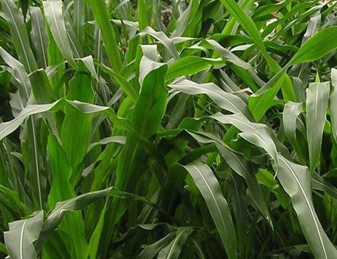 1627529426347589.jpg image.jpg