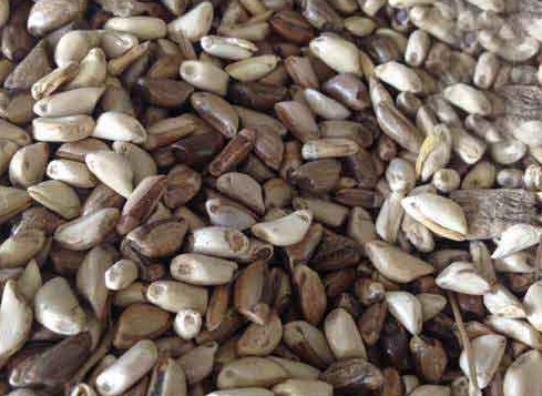 1627529511155402.jpg image.jpg