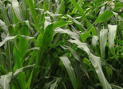 1627529589470639.jpg image.jpg