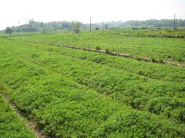 艾草種子發芽出苗圖片 艾草種子發芽出苗圖片