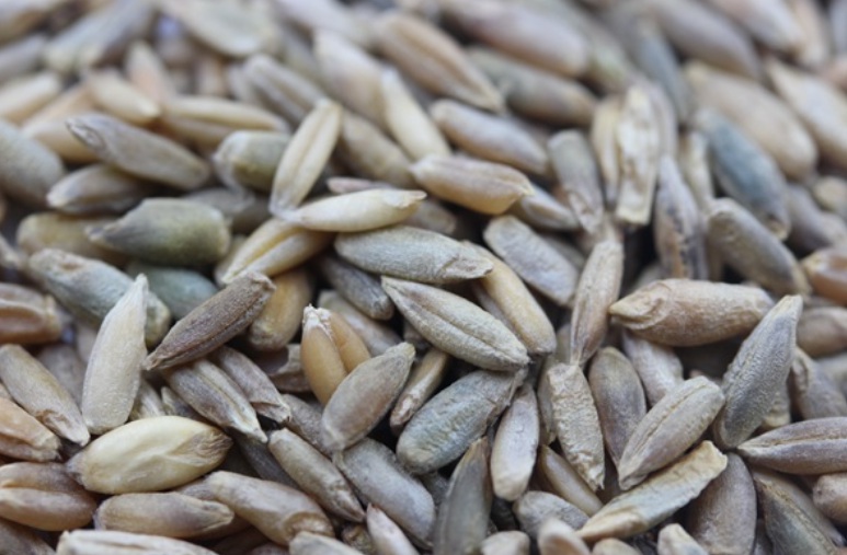 1627538828751732.jpg 黑麥1.jpg