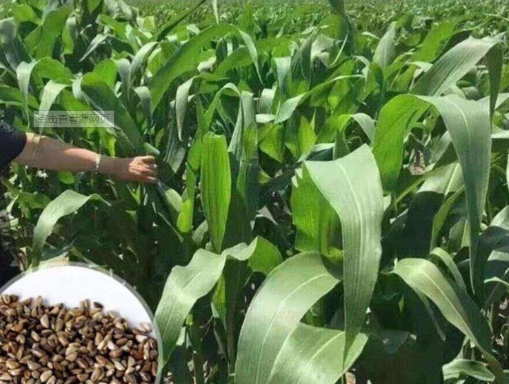 1627542926789861.jpg 玉米草.jpg