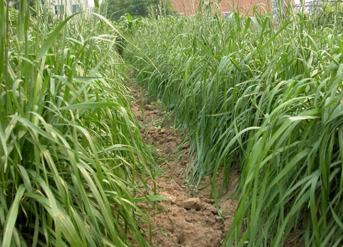 1627542968611927.jpg 玉米草3.jpg