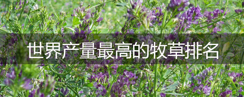 世界產量最高的牧草排名 世界產量最高的牧草排名