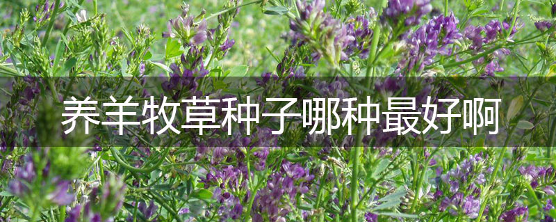 養羊牧草種子哪種最好啊 養羊牧草種子哪種最好啊