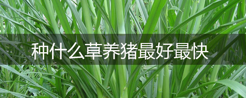 種什么草養(yǎng)豬最好最快 種什么草養(yǎng)豬最好最快