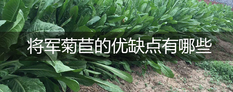 將軍菊苣牧草的優缺點有哪些 將軍菊苣牧草的優缺點有哪些