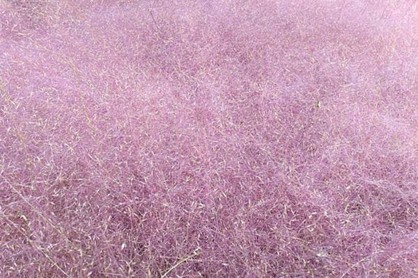 1627615577827997.jpg image.jpg