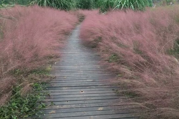 1627615587743068.jpg image.jpg