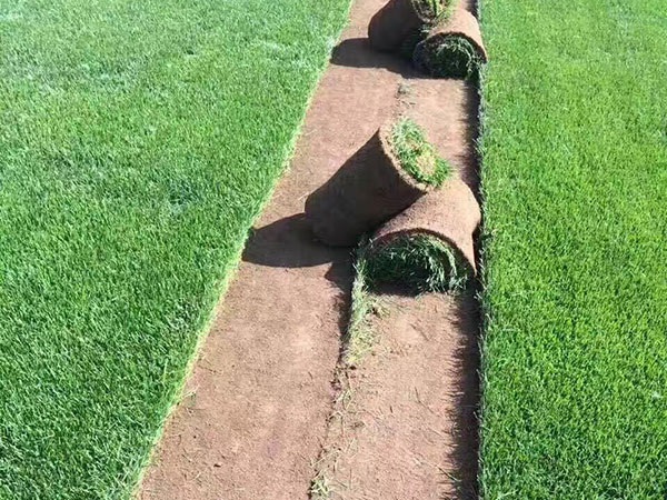 1627622461708520.jpg image.jpg