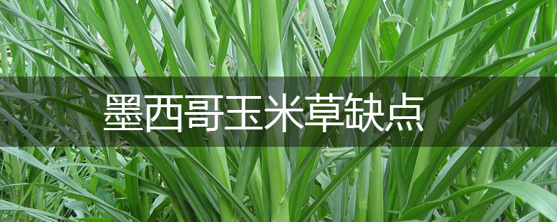 墨西哥玉米草缺點(diǎn)