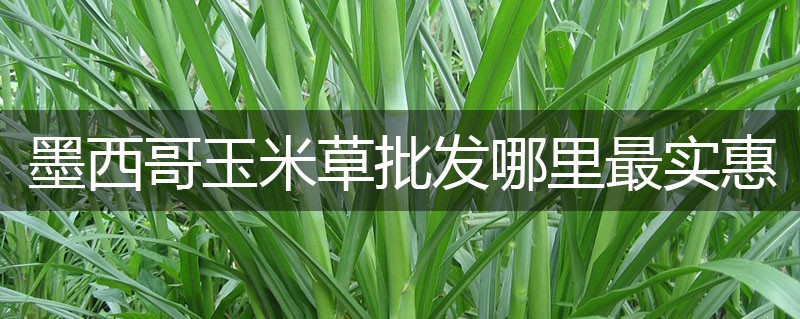 墨西哥玉米草批發(fā)哪里最實(shí)惠