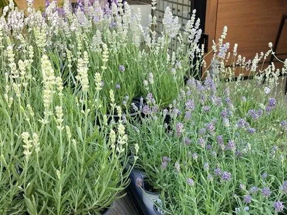 1627692674733871.jpg image.jpg