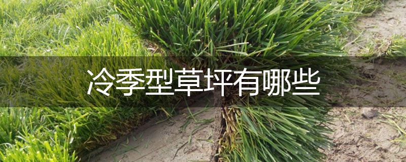 冷季型草坪有哪些