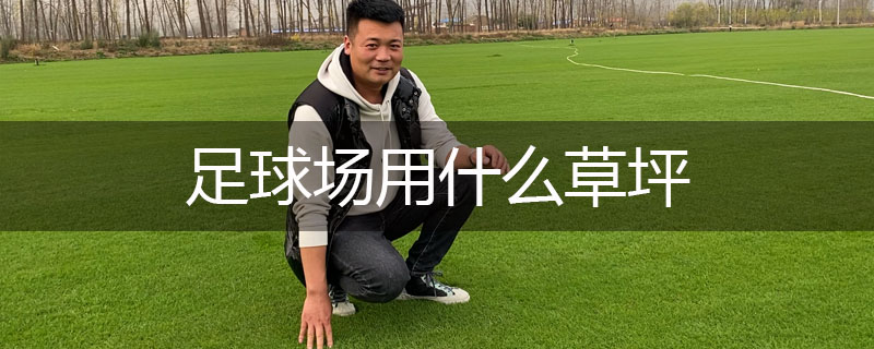足球場用什么草坪 足球場用什么草坪