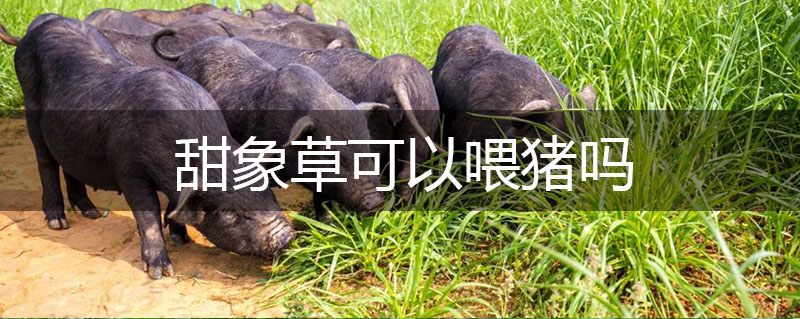 甜象草可以喂豬嗎 甜象草可以喂豬嗎